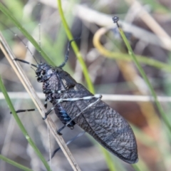 Acripeza reticulata (Mountain Katydid) at Namadgi National Park - 25 Apr 2023 by SWishart