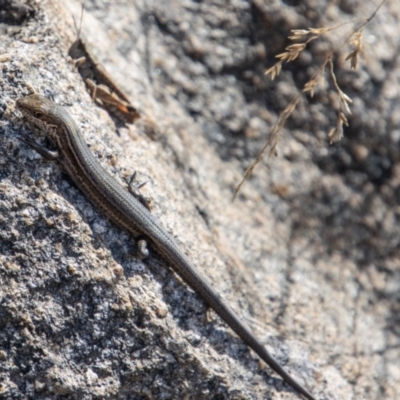 Pseudemoia entrecasteauxii (Woodland Tussock-skink) at Namadgi National Park - 25 Apr 2023 by SWishart