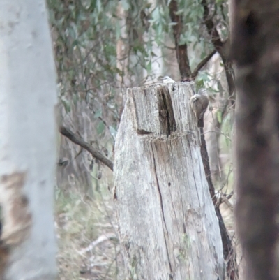 Climacteris picumnus victoriae (Brown Treecreeper) at Chiltern, VIC - 25 Apr 2023 by Darcy