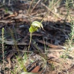 Diplodium ampliatum (Large Autumn Greenhood) at Chiltern, VIC - 25 Apr 2023 by Darcy