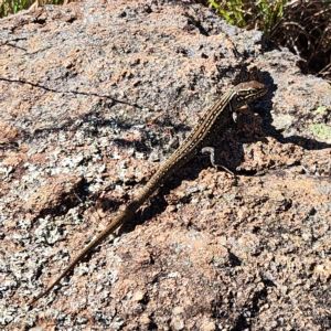 Liopholis whitii at East Jindabyne, NSW - 26 Apr 2023