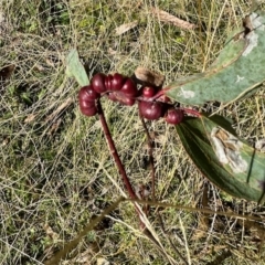 Chalcidoidea (superfamily) (A gall wasp or Chalcid wasp) at Glen Allen, NSW - 24 Apr 2023 by KMcCue