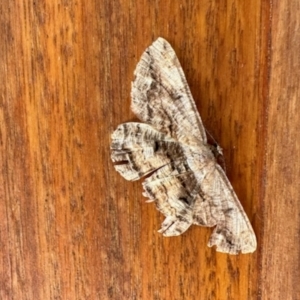 Scioglyptis lyciaria at Aranda, ACT - 22 Apr 2023