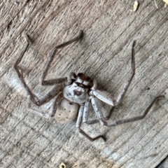 Isopeda (genus) (Huntsman Spider) at Glen Allen, NSW - 23 Apr 2023 by KMcCue