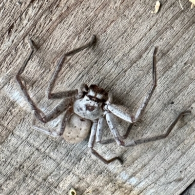 Isopeda sp. (genus) (Huntsman Spider) at Glen Allen, NSW - 23 Apr 2023 by KMcCue