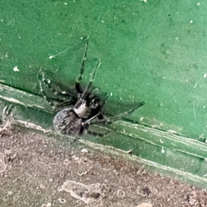 Badumna (genus) at Glen Allen, NSW - 23 Apr 2023 04:33 PM