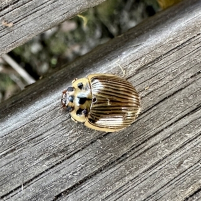 Paropsisterna intacta (Eucalyptus Leaf Beetle) at Glen Allen, NSW - 24 Apr 2023 by KMcCue