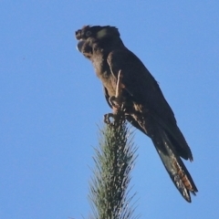 Zanda funerea (Yellow-tailed Black-Cockatoo) at Royalla, NSW - 25 Apr 2023 by KMcCue