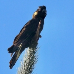 Zanda funerea at Royalla, NSW - 25 Apr 2023