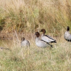 Chenonetta jubata (Australian Wood Duck) at Nimmitabel, NSW - 25 Apr 2023 by KMcCue