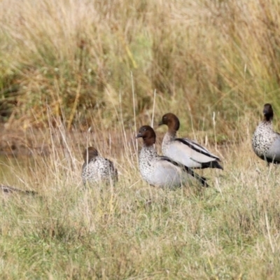 Chenonetta jubata (Australian Wood Duck) at Nimmitabel, NSW - 25 Apr 2023 by KMcCue