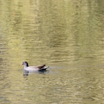 Gallinula tenebrosa (Dusky Moorhen) at Nimmitabel, NSW - 25 Apr 2023 by KMcCue