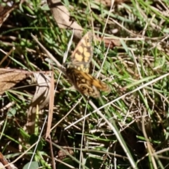 Oreixenica lathoniella at Glen Allen, NSW - 24 Apr 2023