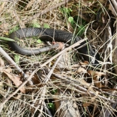 Austrelaps ramsayi (Highlands Copperhead) at Glen Allen, NSW - 24 Apr 2023 by KMcCue