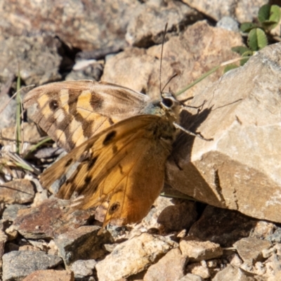 Heteronympha penelope (Shouldered Brown) at Cotter River, ACT - 25 Apr 2023 by SWishart