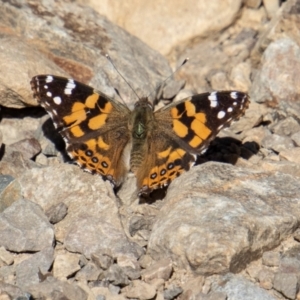 Vanessa kershawi at Cotter River, ACT - 25 Apr 2023