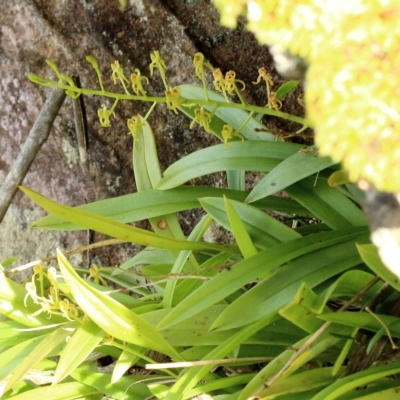 Cestichis reflexa (Tom Cats) at Fitzroy Falls, NSW - 26 Apr 2023 by Snowflake