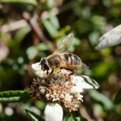 Eristalis tenax (Drone fly) at ANBG - 25 Apr 2023 by Roger