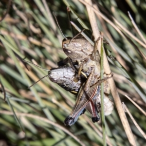 Kosciuscola cuneatus at Cotter River, ACT - 25 Apr 2023 10:45 AM