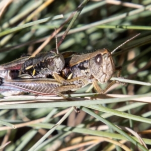 Kosciuscola cuneatus at Cotter River, ACT - 25 Apr 2023 10:45 AM