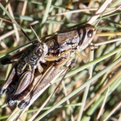 Kosciuscola cuneatus at Cotter River, ACT - 25 Apr 2023 10:45 AM