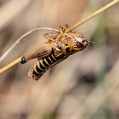 Kosciuscola cuneatus at Cotter River, ACT - 25 Apr 2023