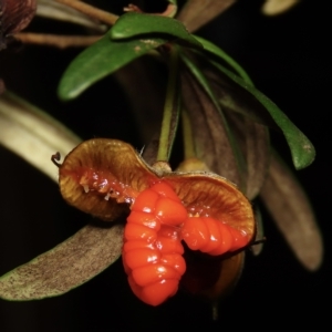 Pittosporum bicolor at Jingera, NSW - 18 Apr 2023 04:00 PM