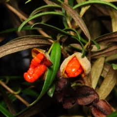 Pittosporum bicolor at Jingera, NSW - 18 Apr 2023 04:00 PM