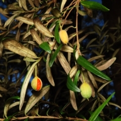 Pittosporum bicolor at Jingera, NSW - 18 Apr 2023 04:00 PM