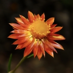 Xerochrysum viscosum (Sticky Everlasting) at Carwoola, NSW - 26 Apr 2023 by aussiestuff