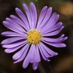 Brachyscome rigidula at Carwoola, NSW - 26 Apr 2023