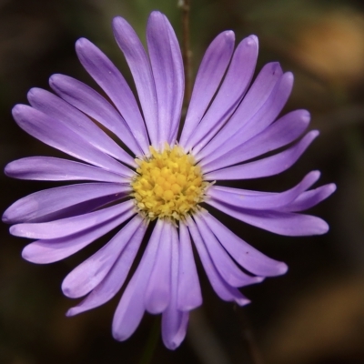 Brachyscome rigidula (Hairy Cut-leaf Daisy) at Carwoola, NSW - 26 Apr 2023 by aussiestuff