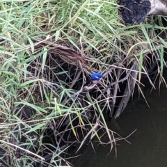 Ceyx azureus (Azure Kingfisher) at Wahgunyah, VIC - 16 Apr 2023 by Darcy