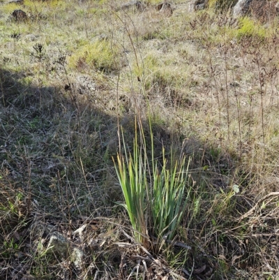 Dianella sp. aff. longifolia (Benambra) (Pale Flax Lily, Blue Flax Lily) at The Pinnacle - 25 Apr 2023 by sangio7