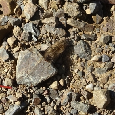 Arctiinae (subfamily) at Namadgi National Park - 25 Apr 2023 by GirtsO