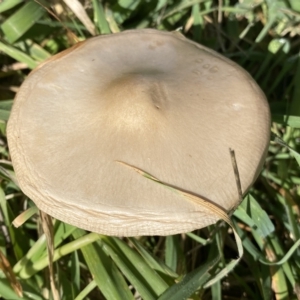 Volvopluteus gloiocephalus at Molonglo Valley, ACT - 26 Apr 2023