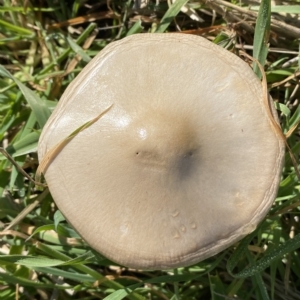 Volvopluteus gloiocephalus at Molonglo Valley, ACT - 26 Apr 2023