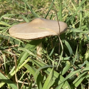 Volvopluteus gloiocephalus at Molonglo Valley, ACT - 26 Apr 2023