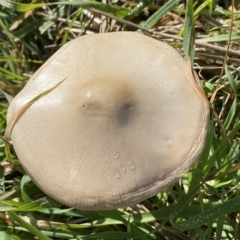 Volvopluteus gloiocephalus at Molonglo Valley, ACT - 26 Apr 2023