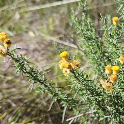 Chrysocephalum semipapposum (Clustered Everlasting) at The Pinnacle - 25 Apr 2023 by sangio7