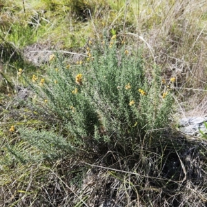 Chrysocephalum semipapposum at Molonglo Valley, ACT - 25 Apr 2023