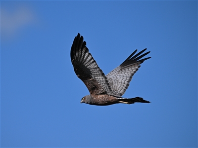 Circus assimilis (Spotted Harrier) at Molonglo Valley, ACT - 24 Apr 2023 by davidcunninghamwildlife