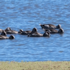 Malacorhynchus membranaceus (Pink-eared Duck) at Moss Vale, NSW - 6 Mar 2023 by NigeHartley