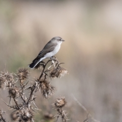 Microeca fascinans (Jacky Winter) at Canyonleigh, NSW - 17 Apr 2023 by NigeHartley