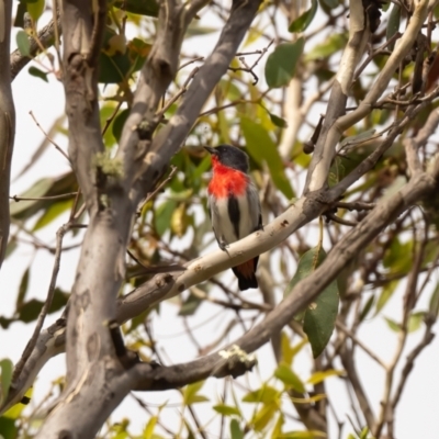 Dicaeum hirundinaceum (Mistletoebird) at Canyonleigh, NSW - 17 Apr 2023 by NigeHartley