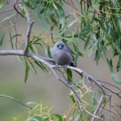 Artamus cyanopterus (Dusky Woodswallow) at Canyonleigh, NSW - 18 Apr 2023 by NigeHartley