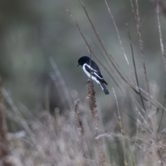 Melanodryas cucullata cucullata (Hooded Robin) at Canyonleigh, NSW - 18 Apr 2023 by NigeHartley