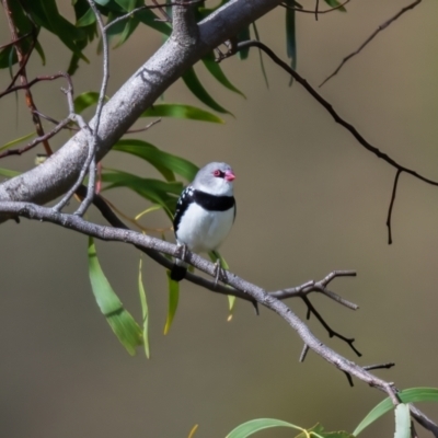 Stagonopleura guttata (Diamond Firetail) at Canyonleigh, NSW - 18 Apr 2023 by NigeHartley