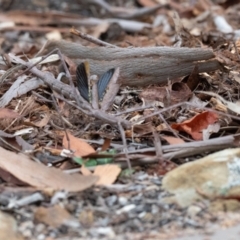 Acrophylla titan (Titan Stick Insect) at Penrose, NSW - 4 Mar 2023 by NigeHartley