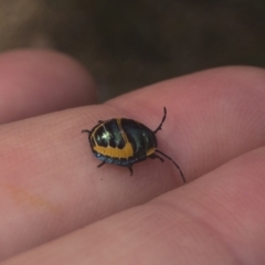 Scutiphora pedicellata (Metallic Jewel Bug) at Michelago, NSW - 14 Jan 2022 by Illilanga